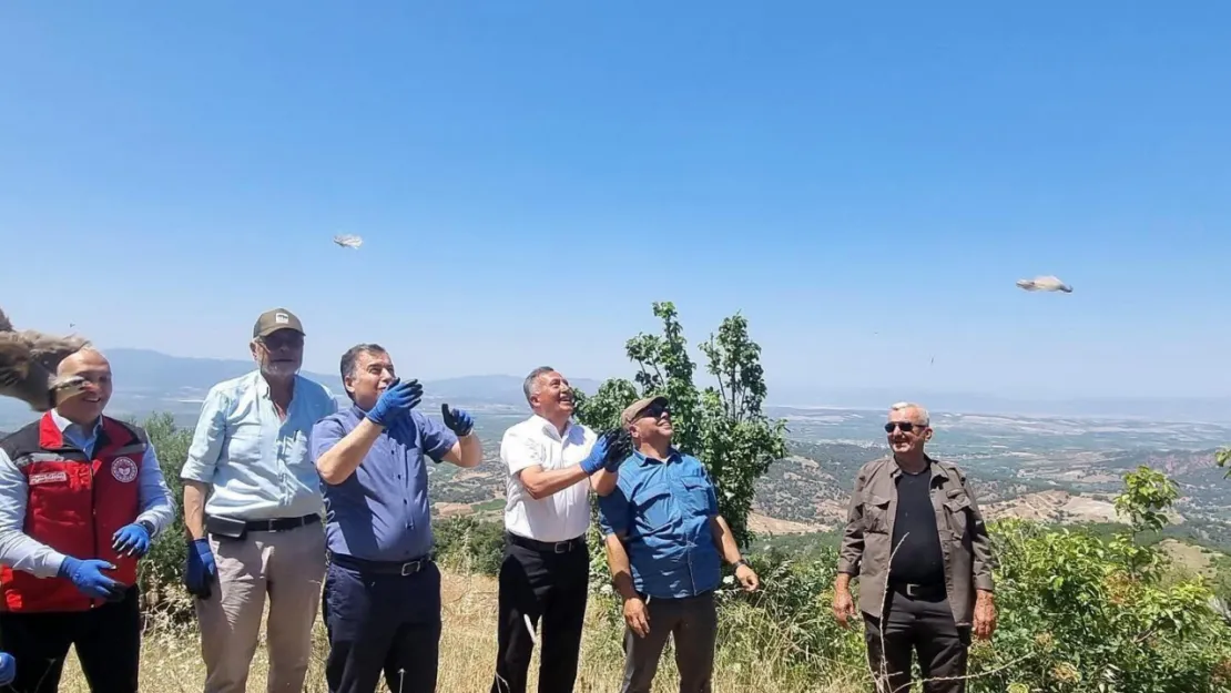 200 adet keklik, Ahmetli kırsalında doğaya salındı