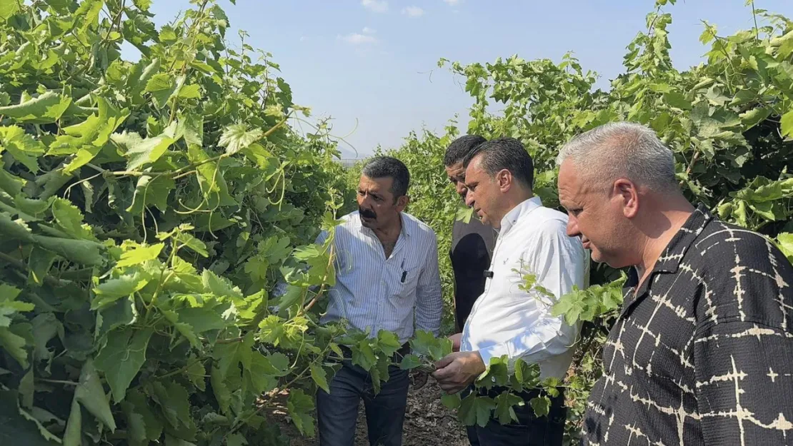 CHP'li Başevirgen'den Tmo'ya Fiyat Açıklaması Çağrısı