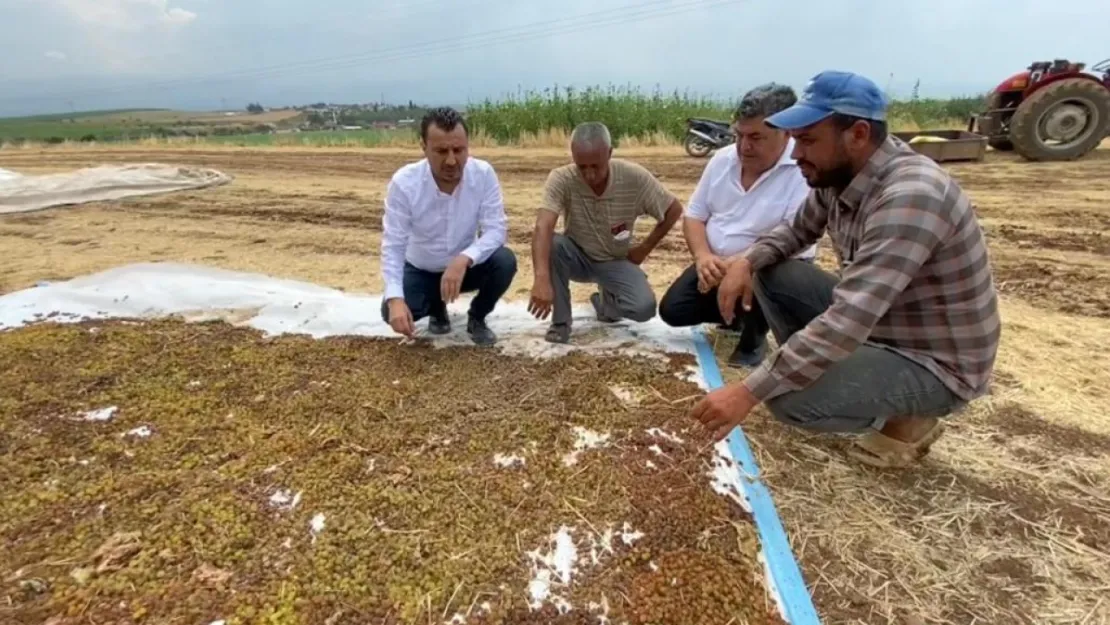 CHP'li Başevirgen'den Tmo'ya: 'Kuru Üzüm Alım Fiyatını Açıkla'