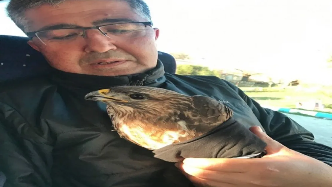 Dağcılar Yaralı Şahini Kurtardılar