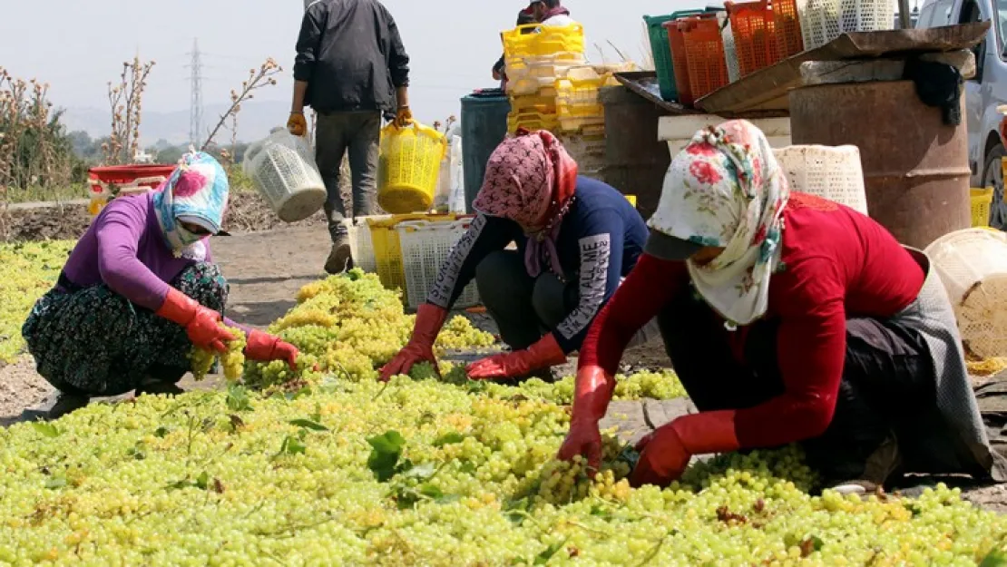 Gediz'de hasat zamanı