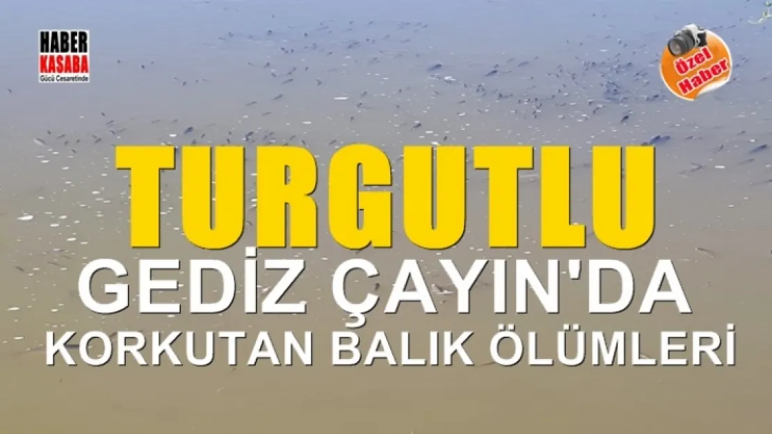 Turgutlu Gediz Çayın'da korkutan balık ölümleri!...