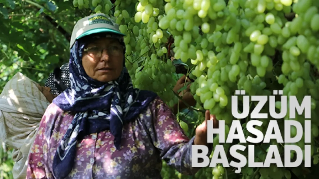 Manisa'da 'Mevlana' cinsi üzüm hasadı başladı