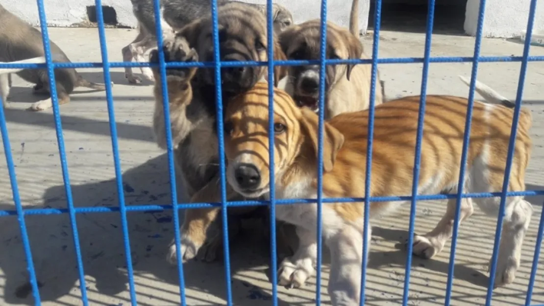 Kısırlaştırma Çalışmalarına Destek Devam Ediyor
