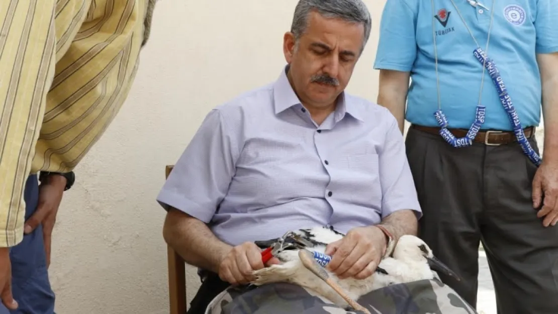 Manisa'da Leyleklere İlk Halkalama Gerçekleştirildi
