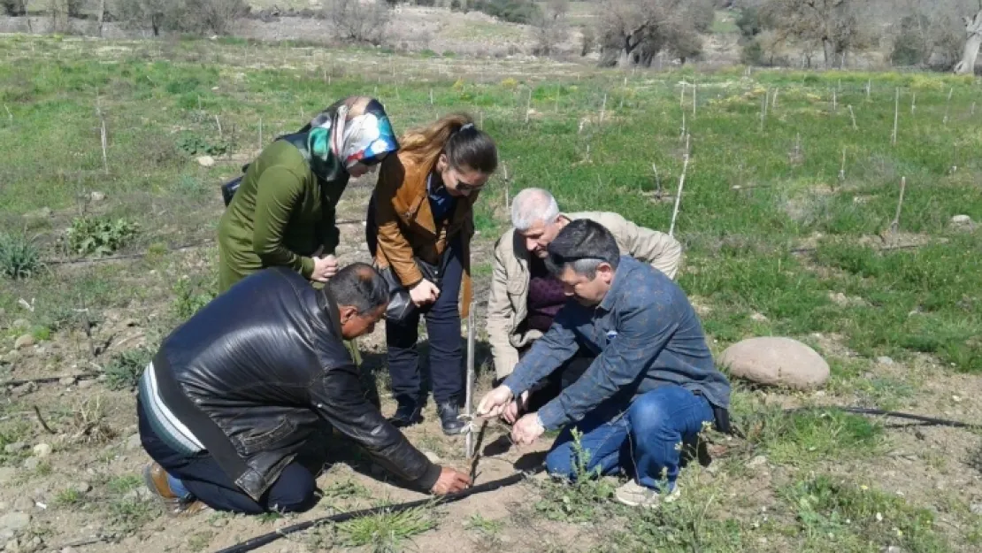 ORGANİK BAĞCILIK EĞİTİMLERİ SÜRÜYOR