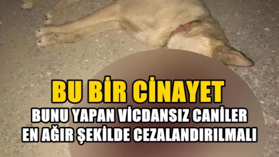 Bu Bir Cinayettir Affedilemez!...