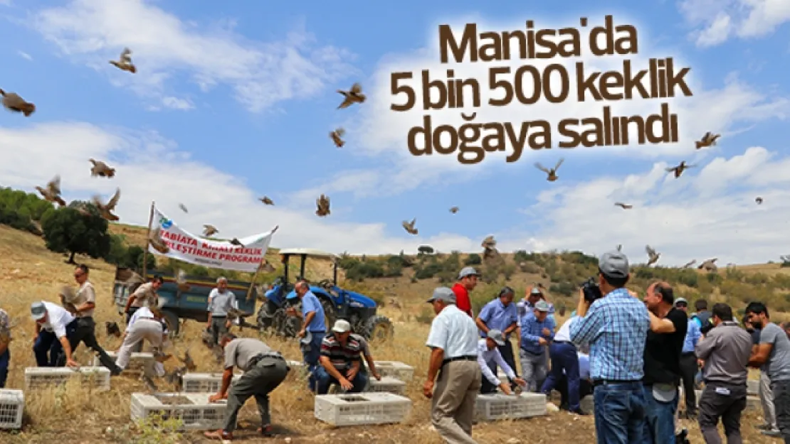 5 bin 500 keklik doğaya salındı