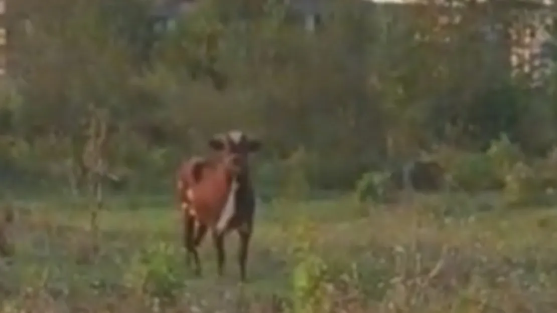 Kurbanlık boğa kaçtı ve yakalanamadı