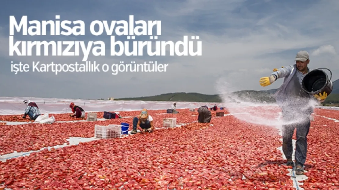 Ege ovası kırmızıya büründü