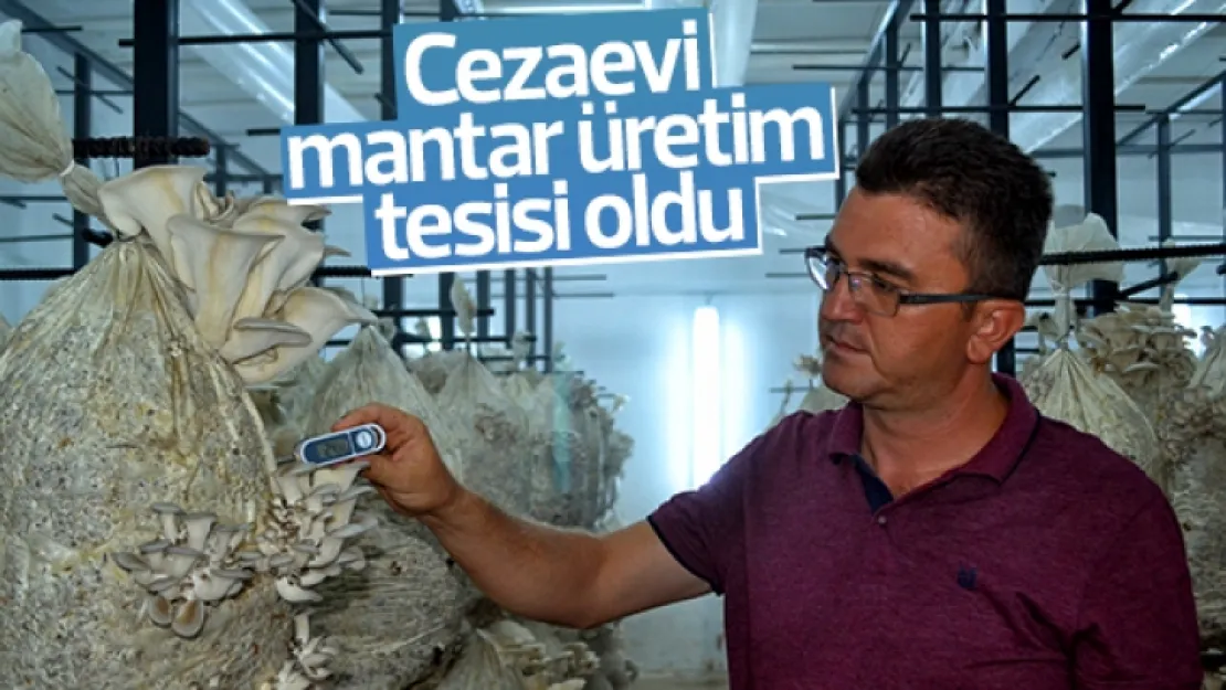Cezaeviydi şimdi ise mantar üretim tesisi oldu
