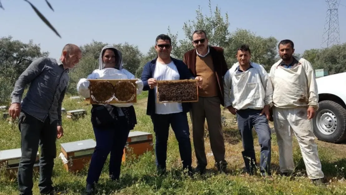 Arıcılık Büyükşehirde  Gelişecek