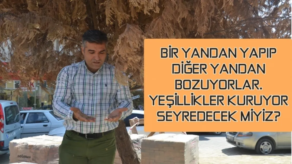 BELEDİYE UYUYOR AĞAÇLAR KURUYOR!