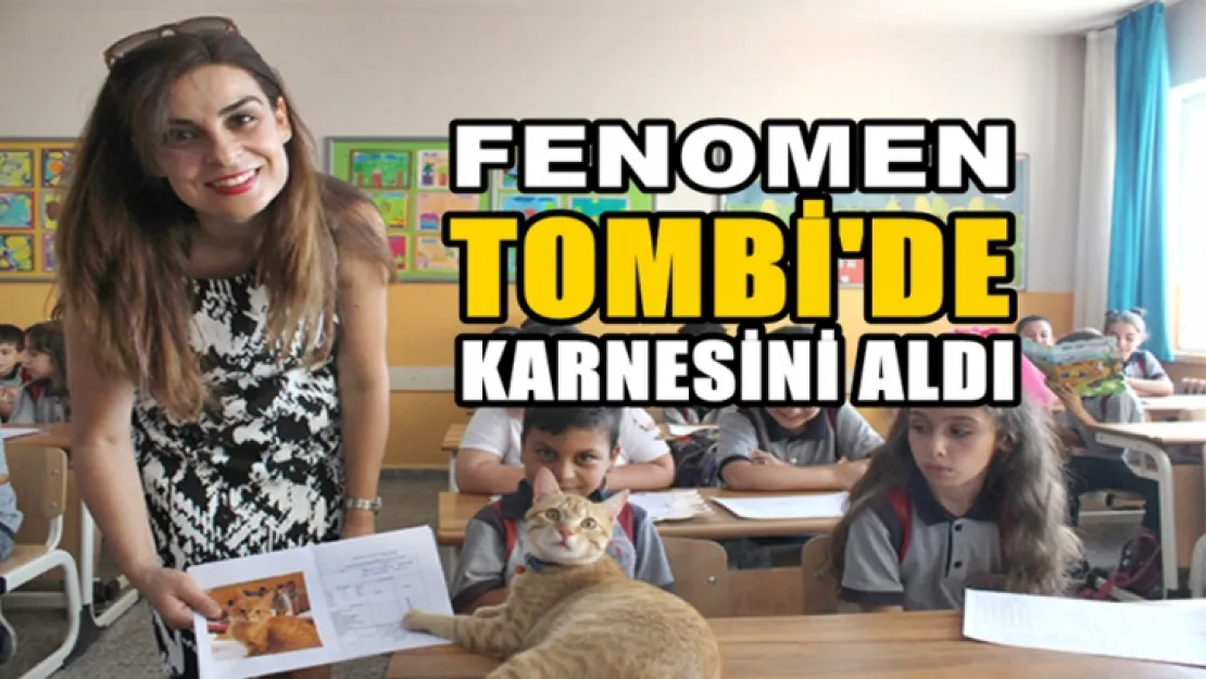 Fenomen kedi Tombi'de kardensini aldı