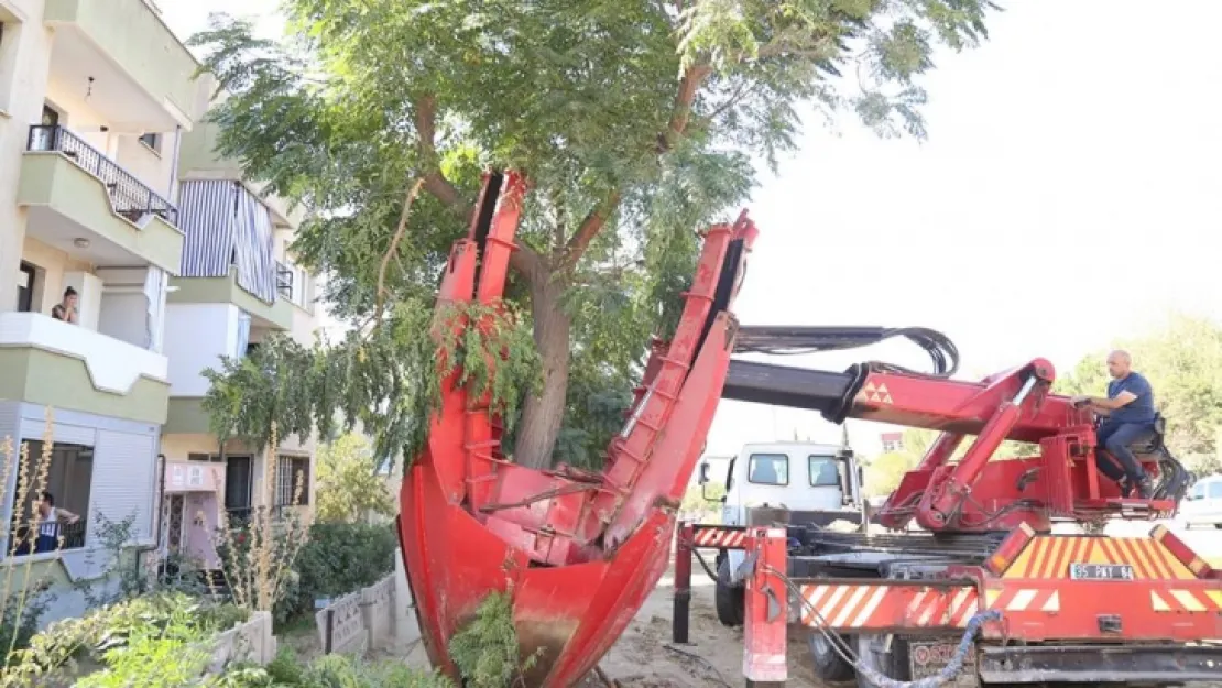 Sökülen ağaçlar başka alanlara taşındı