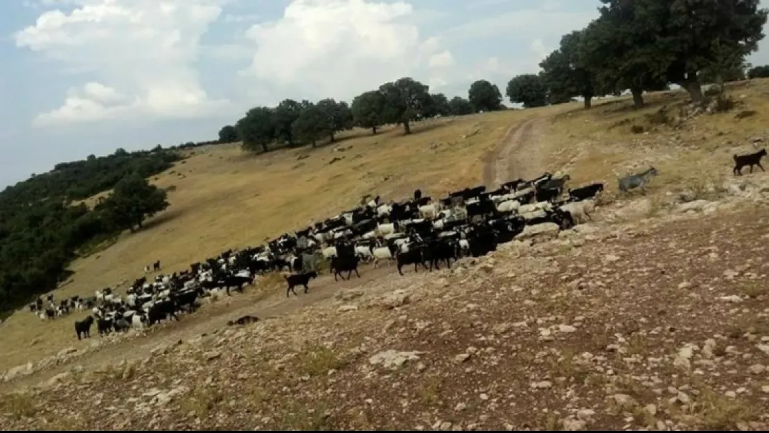 BUNUN ADI VİCDANSIZLIKTIR!