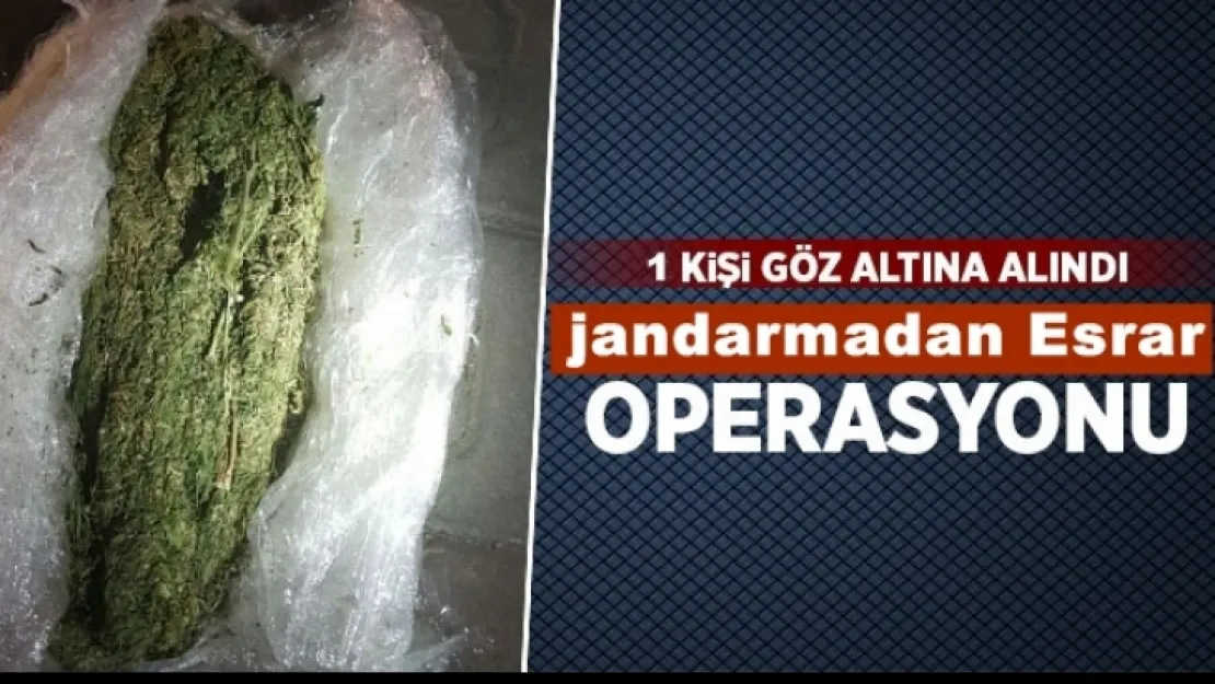 Turgutlu Jandarma'dan esrar operasyonu