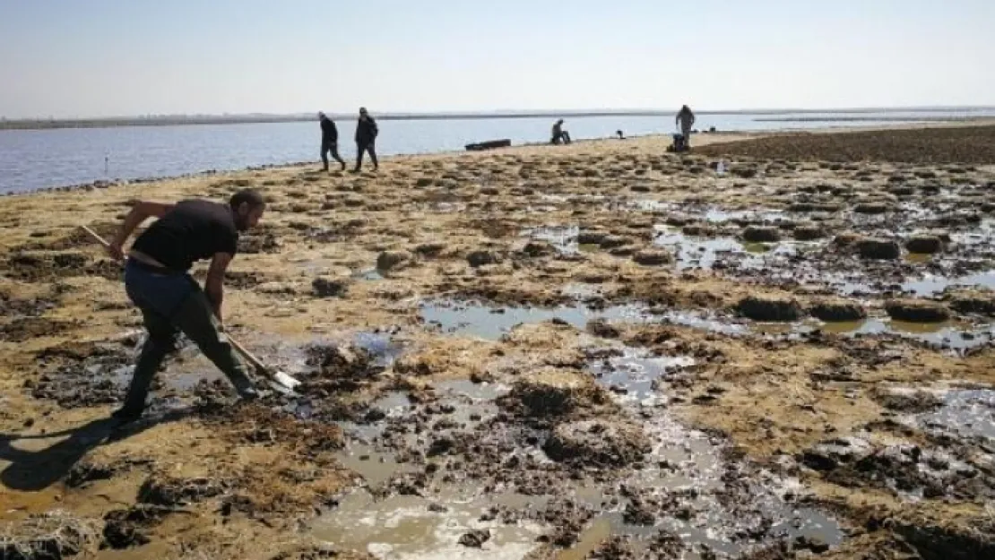 Flamingo Adası Sahipleri İçin Hazırlanıyor