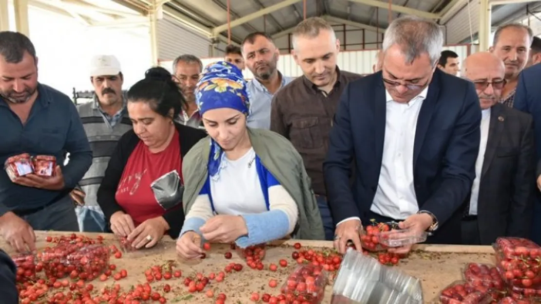 Manisa'da İlk Kirazlar Toplandı