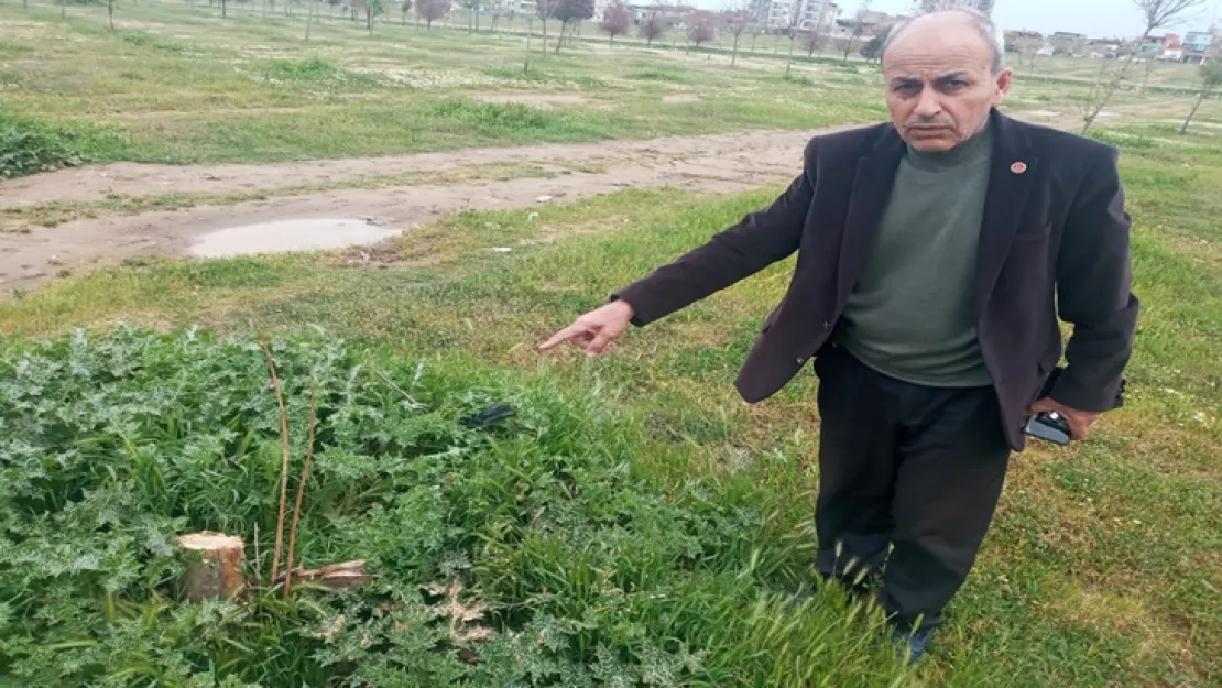 Muhtar mahallesinde kesilen ağaçlar için dava açacak