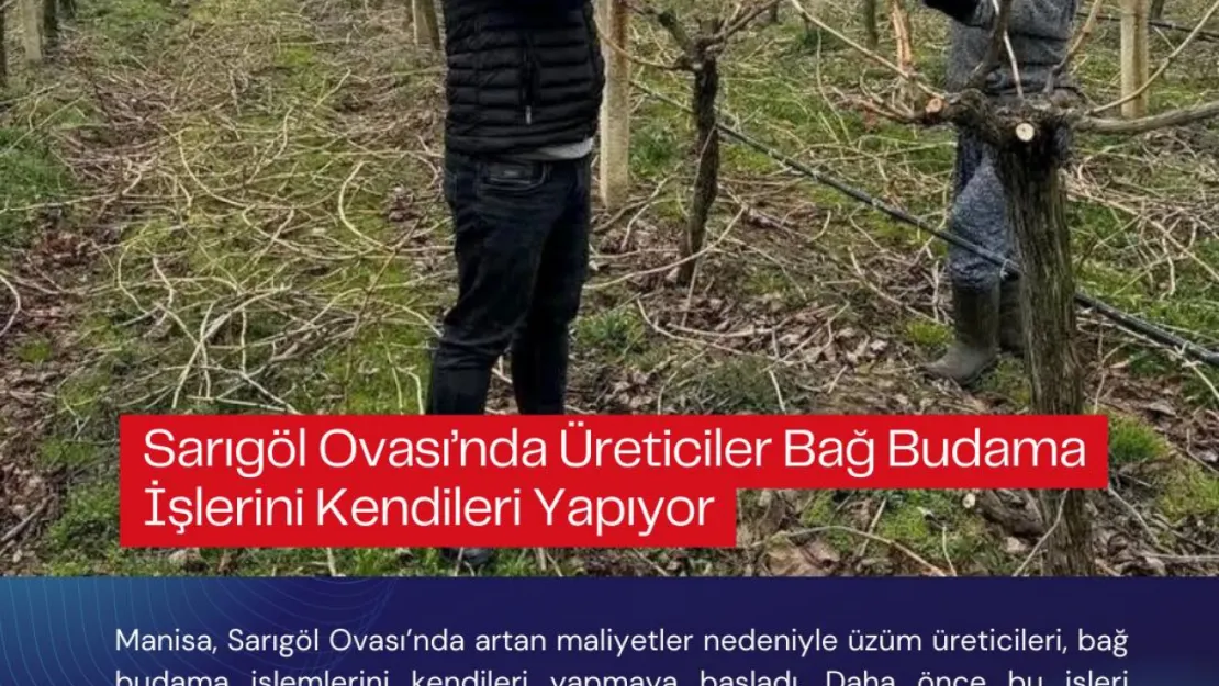 Sarıgöl Ovası'nda Üreticiler Bağ Budama İşlerini Kendileri Yapıyor