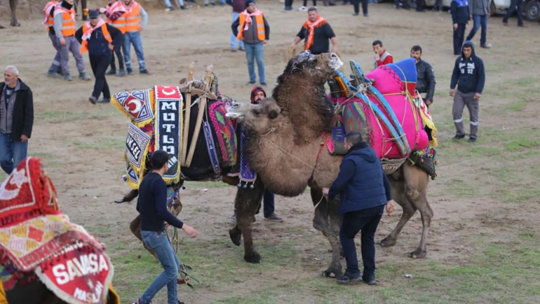 7. geleneksel deve güreşi Turgutlu'da yapıldı