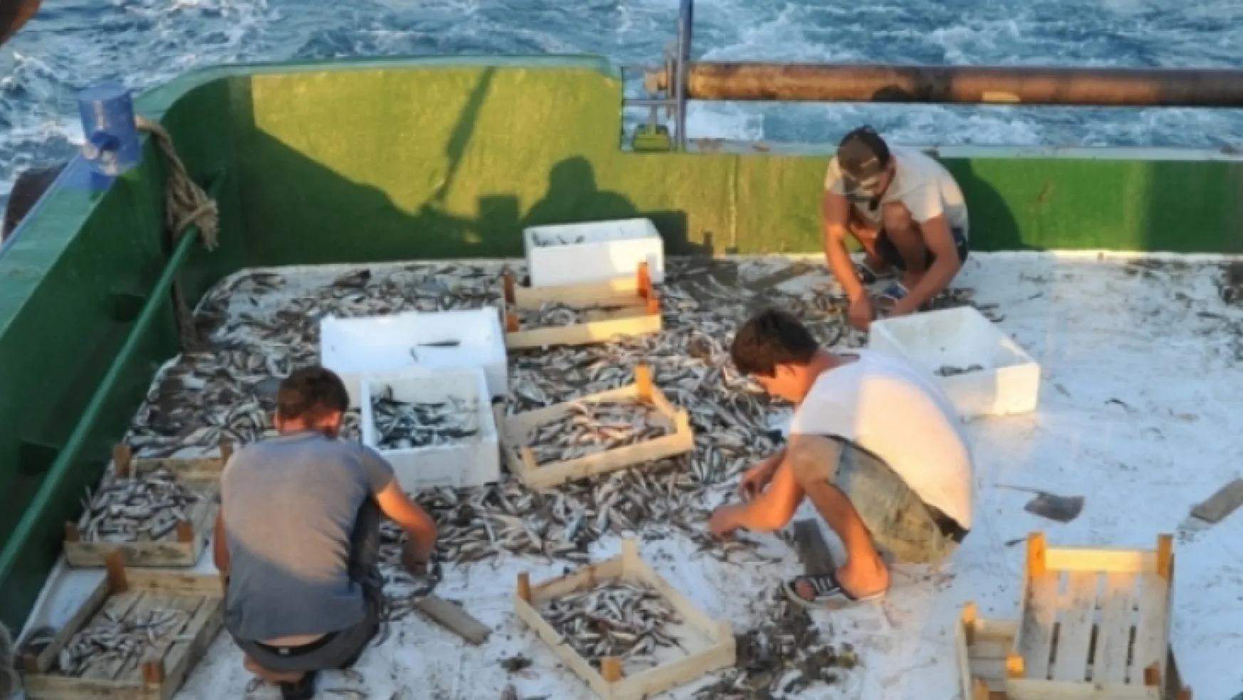 Karadeniz'de balıkçılar balık bereketinin tadını çıkarıyor