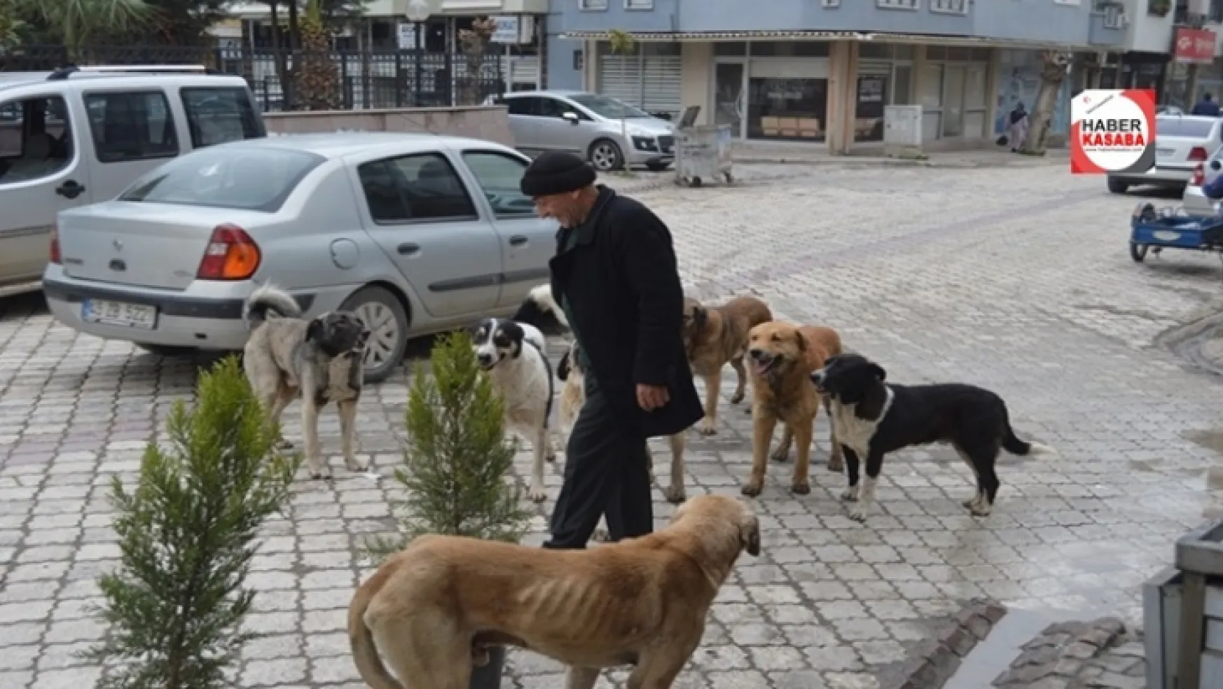 Turgutlu'da Topluca Dolaşan Başı Boş Sokak Köpekleri Vatandaşları Tedirgin Ediyor