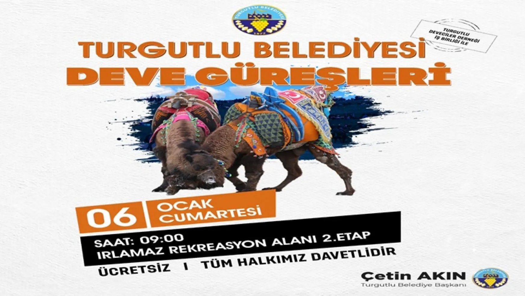 Turgutlu Belediyesi Geleneksel Deve Güreşleri 6 Ocak Cumartesi Yapılacak
