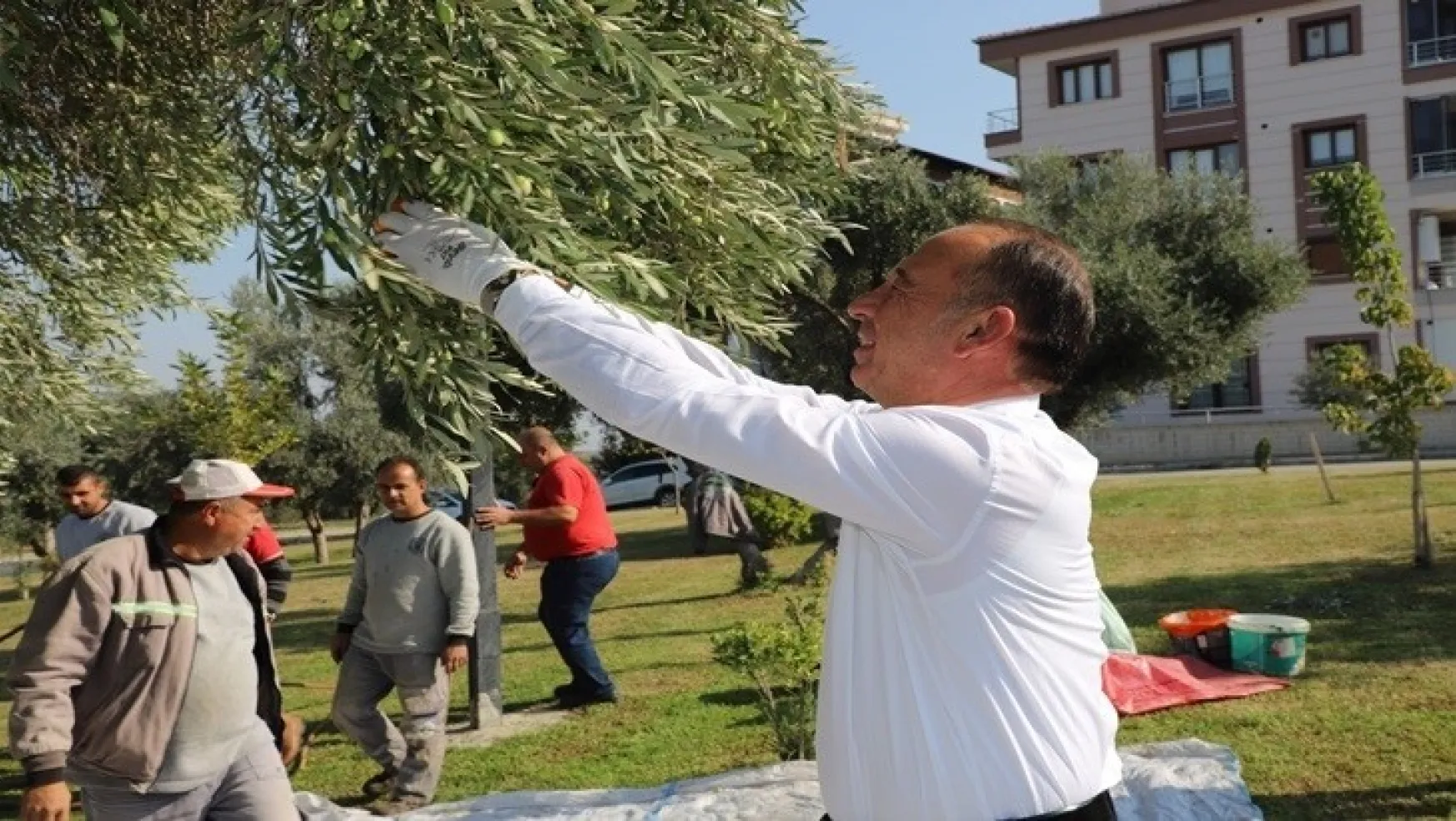 Turgutlu Belediyesi Hasat Sonucu 1442 Kilogram Zeytinyağı Elde Etti