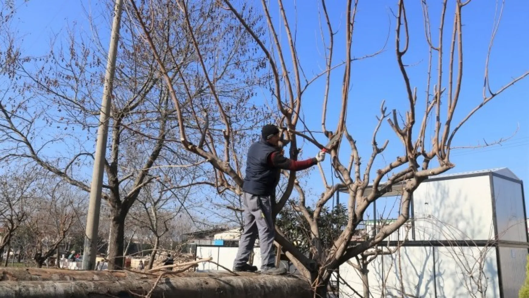 Turgutlu'daki Ağaçlar Sağlıkla Büyüyor