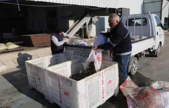 Turgutlu Belediyesi Hasat Sonucu 1500 Litre Zeytinyağı Elde Etti