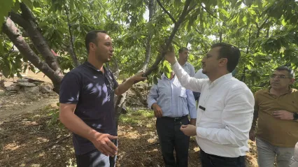 Kiraz Üreticisi Chp'li Başevirgen'e Dert Yandı 'Bir Ağaçtan 25-30 Kilo Ürün Alınıyordu. Şimdi Bir Kilo Bile Yok'