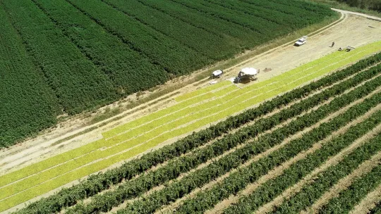 Gediz'de hasat zamanı