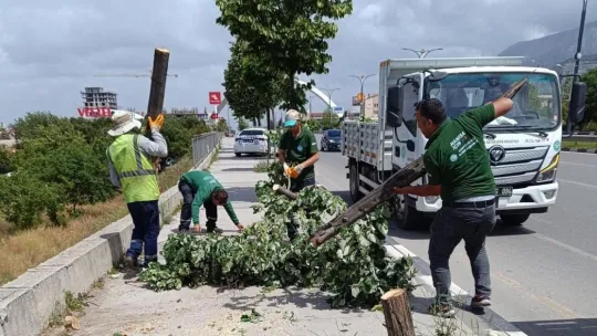 Fırtınanın Zarar Verdiği Ağaçlar Kaldırıldı