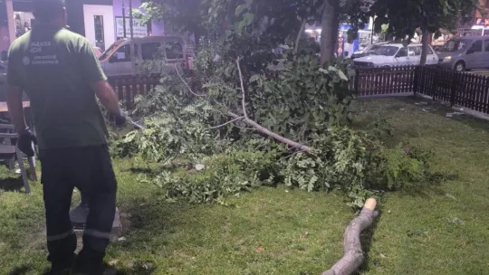 Fırtınanın Zarar Verdiği Ağaçlar Kaldırıldı