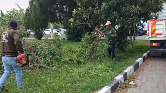 Fırtınanın Zarar Verdiği Ağaçlar Kaldırıldı