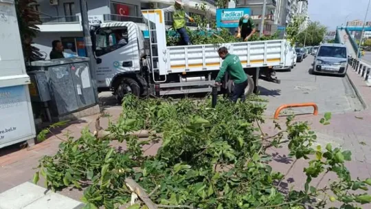 Fırtınanın Zarar Verdiği Ağaçlar Kaldırıldı