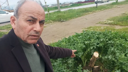 Muhtar mahallesinde kesilen ağaçlar için dava açacak