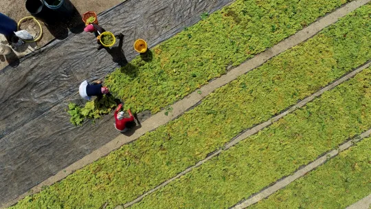 Gediz'de hasat zamanı