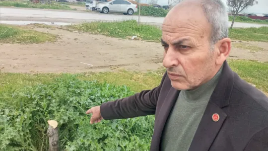 Muhtar mahallesinde kesilen ağaçlar için dava açacak
