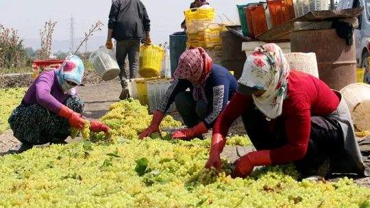 Gediz'de hasat zamanı