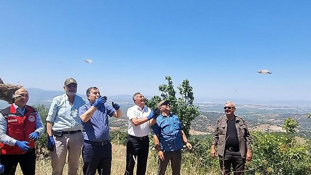 200 adet keklik, Ahmetli kırsalında doğaya salındı