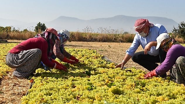 Başkan çerçi Bağda Üzüm Kesti, Sergi Yaptı