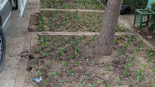 Büyükşehir'den Manisa'nın Yeşil Alanlarına Peyzaj Düzenlemesi