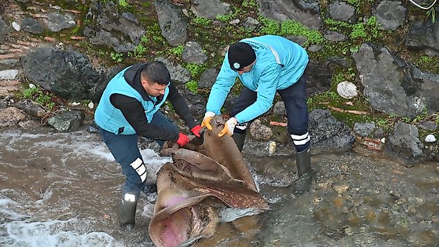 Çaybaşı Deresi'nde Tarihi Doku İçin Kalıcı Çözüm