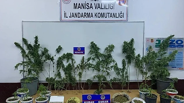 Ev ve tarlalarında kenevir yetiştiren şahıslar yakalandı