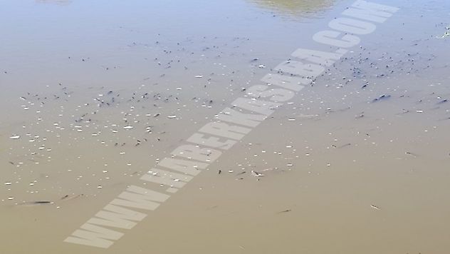 CHP'li Özel'de Gediz çayındaki toplu balık ölümlerini sordu