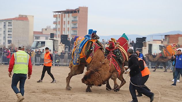 Geleneksel Deve Güreşleri Büyük İlgi Gördü