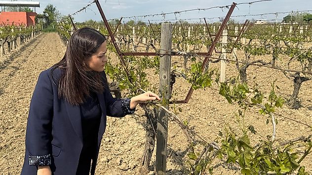 İYİ Partili Aytaç, ' Çiftçimizin zararı büyük'